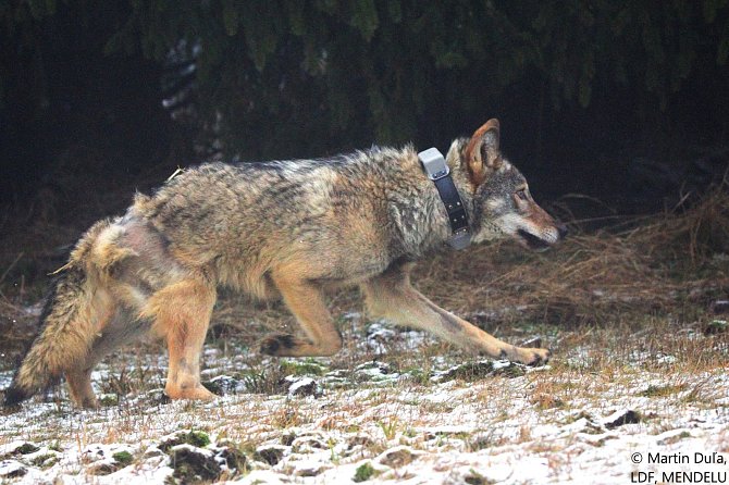 Vlk přezdívaný Bubla, byl po rekonvalescenci vypuštěn zpět do přírody