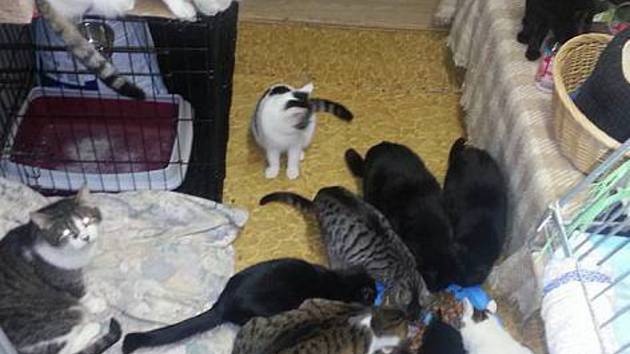 Dosavadní azyl sokolovských koček je v maringotce