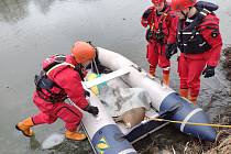 Hasiči zachraňovali srnu, která se propadla ledem na rybníku