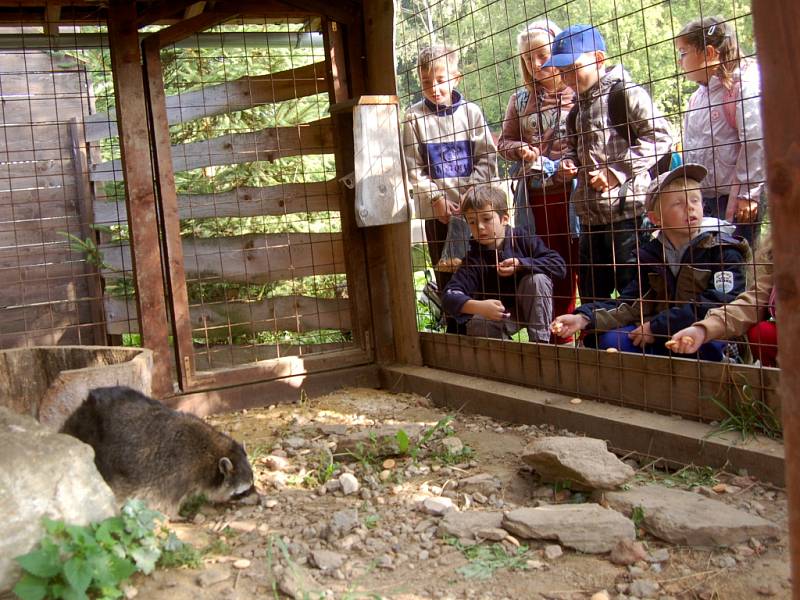 Záchranná stanice handicapovaných živočichů Drosera v Bublavě přivítala kraslické školáky, kteří si prohlédli zvířata v prezentačních voliérách. Piškoty přitom nakrmili mývalí rodinku.