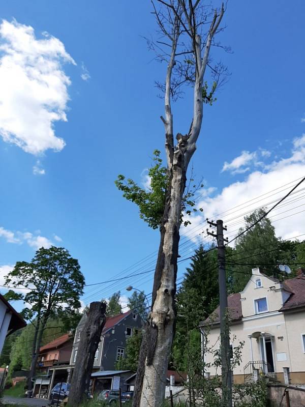 Nebezpečné stromy u hlavní silnice v Kraslicích po letech zmizely.