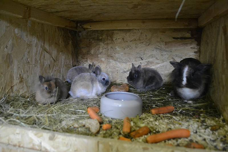 Zoologickou zahradu v Klingenthalu potěšila pomoc sousedů z Kraslic.