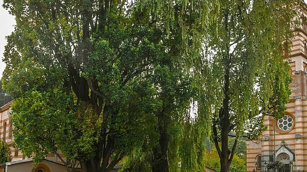 Císařské duby v Kraslicích jsou dva památné stromy.