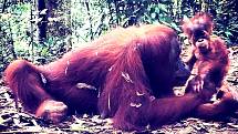 Setkání s orangutany.