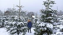 Vánočními stromky u soukromého prodejce ve Wohlhausen