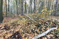 Sokolov vyčistil lesík od odpadu i přestárlých stromů