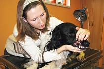 VETERINÁRNÍ ORDINACE v Krásně se snaží nabídnout co nejširší péči o zvířata. Pracoviště je schopné zajistit vyšetření krve, rentgen a další úkony. Specializuje se i na psí chrup.