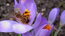 S mírným oteplením se na některých místech regionu objevily včely na šafránu.