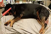 Zraněný pes při ošetření