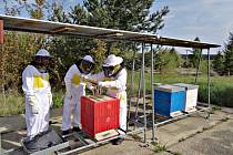 Chov včel ve věznici přispívá k pozitivní přeměně odsouzených