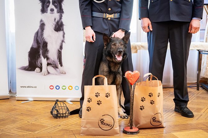 Policejní pes Rapp si v Praze v Kaiserštejnském paláci na Malé Straně převzal ocenění v prestižní anketě Statečné psí srdce