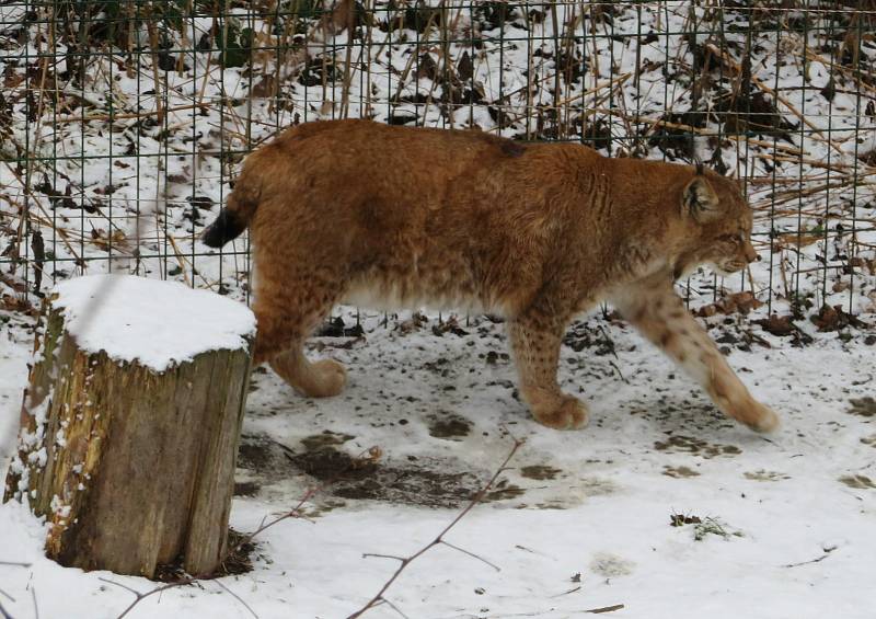 V táborské zoologické zahradě to žije i v zimním období. Návštěvníci sem mohou dorazit o víkendem a svátcích do konce března od 9 do 16 hodin. Otevřeno bude i o pololetních a jarních prázdninách.