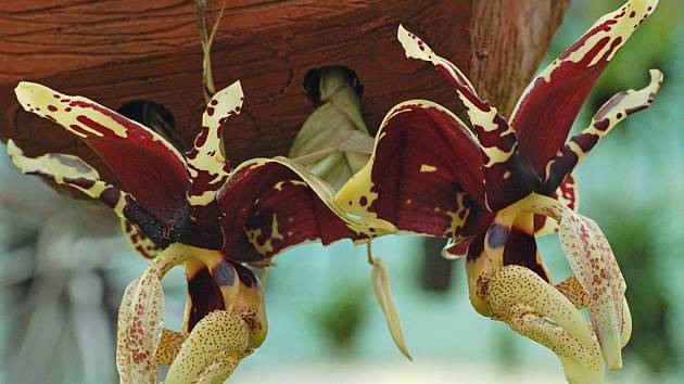 Orchideje v botanické zahradě. 