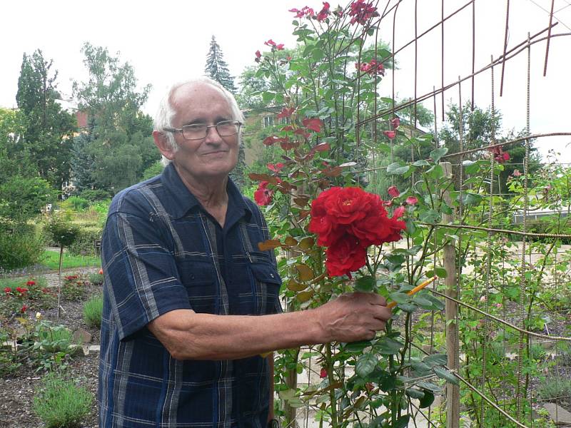 V Táboře se koná třídenní výstava růží. Na snímku botanik RNDr. Jiří Žlebčík, odborník na šlechtění růží.