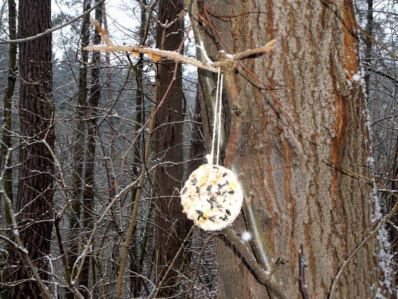 Krmítko umístěné na větev stromu.