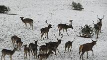 V táborské zoologické zahradě to žije i v zimním období. Návštěvníci sem mohou dorazit o víkendem a svátcích do konce března od 9 do 16 hodin. Otevřeno bude i o pololetních a jarních prázdninách.