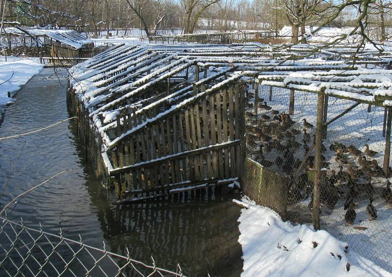 Kachní farma Strkov v Plané nad Lužnicí je jeden z velkochovů drůbeže na Táborsku v tzv. pásmu dozoru, nachází se ve vzdálenosti do deseti kilometrů od ohniska v Dlouhé Lhotě.