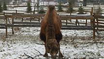 V táborské zoologické zahradě to žije i v zimním období. Návštěvníci sem mohou dorazit o víkendem a svátcích do konce března od 9 do 16 hodin. Otevřeno bude i o pololetních a jarních prázdninách.