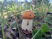 Do lesa na houby si s sebou zabalte i atlas, nebo použijte mobilní. Sbírání chráněných hub totiž může vyjít pěkně draho. Hrozí pokuty.