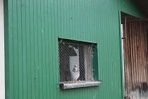 V Dlouhé Lhotě na Táborsku lidé respektují nařízení veterinářů, slepice i další ptactvo mají zavřené.