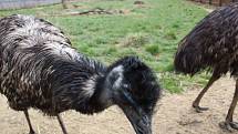 Zoo na jihu Čech otevřou brány návštěvníkům, připravuje se i táborská zoologická zahrada.