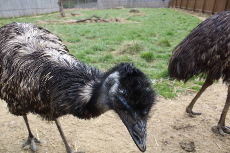 Zoo na jihu Čech otevřou brány návštěvníkům, připravuje se i táborská zoologická zahrada.