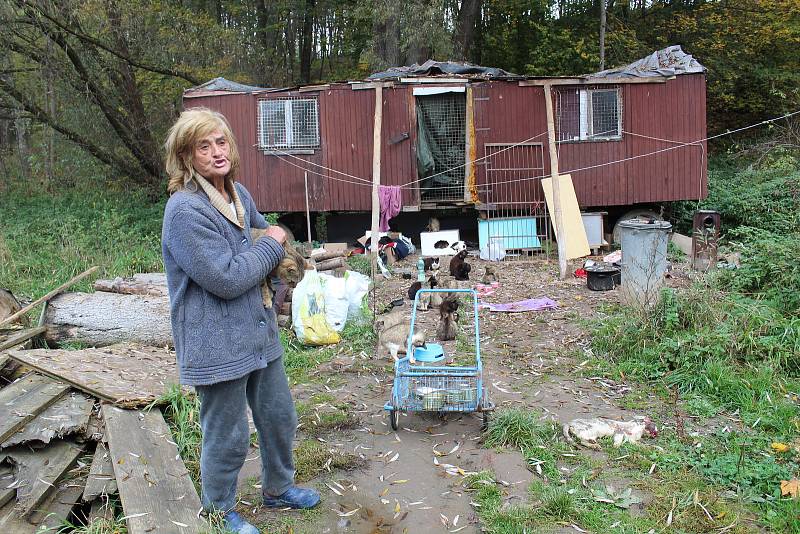 Jana Kaprálová bydlí na kraji Chýnova v rozpadlé maringotce s desítkami koček. Mají propadnout státu.