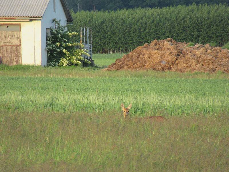 Letos se Martin Kovář z Roudné rozhodl přizvat k záchraně srnčat i veřejnost. Vstávání v 5 ráno za zachráněné životy zvířat podle něj určitě stojí.