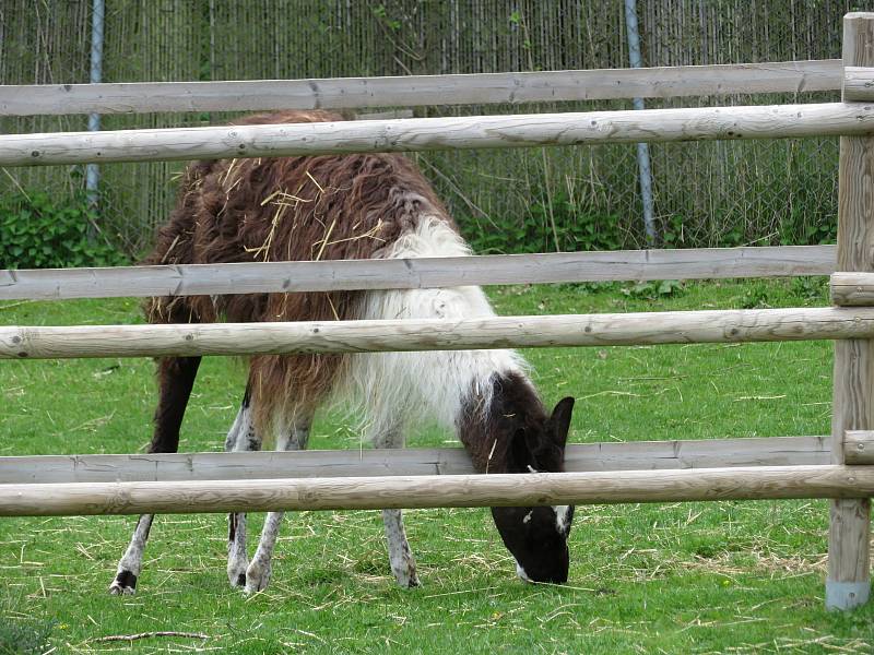 Táborská zoologická zahrada po nucené koronavirové pauze zažívá boom návštěvníků.