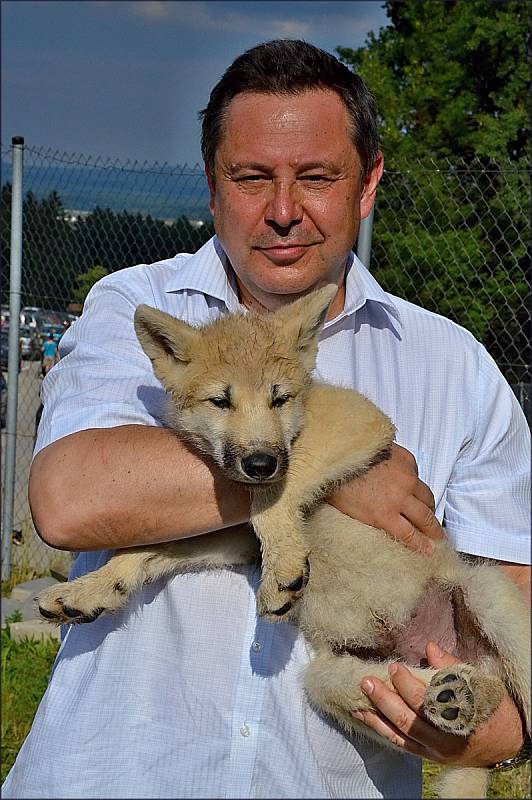 Evžen Korec s mládětem vlka arktického.