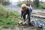 Jana Kaprálová bydlí na kraji Chýnova v rozpadlé maringotce s desítkami koček. Mají propadnout státu.