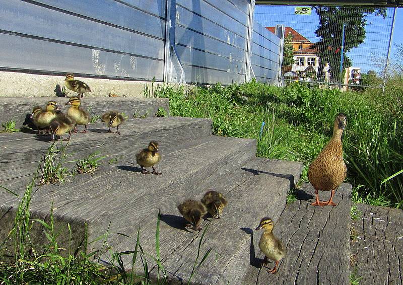 U provizorního mostu v Plané nad Lužnicí se usadila kachní rodinka.