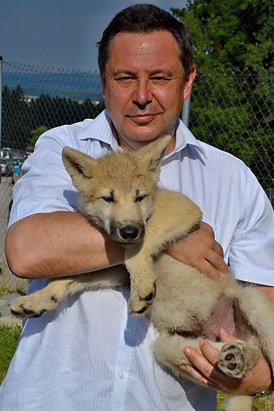 Evžen Korec držel mládě vyhubením ohroženého vlka arktického.
