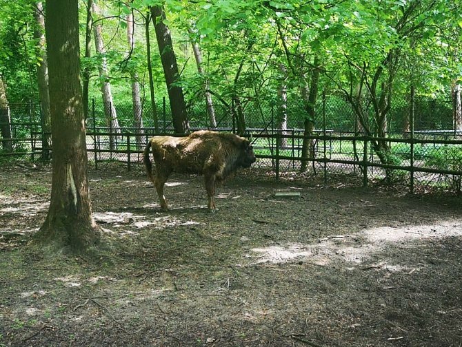 Zubřice Taura z táborské zoo obohatila stádo v polské Poznani.
