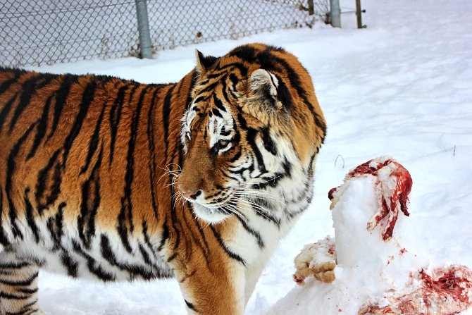 Tygr Rocky si současné mrazy užívá, na sněhu dovádí i obědvá.