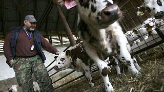 Podhorské louky spásají krávy z oblíbeného chovu Francouzů - Táborský deník