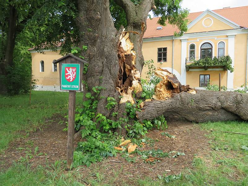 Téměř 300 let starý majestátní strom šel 24. června k zemi. Z táborských Měšic zřejmě zmizí nadobro, je nebezpečný okolí.