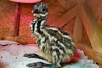 Prvními mláďaty letošního roku jsou v táborské zoo čiperní emu hnědí.