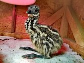 Prvními mláďaty letošního roku jsou v táborské zoo čiperní emu hnědí.