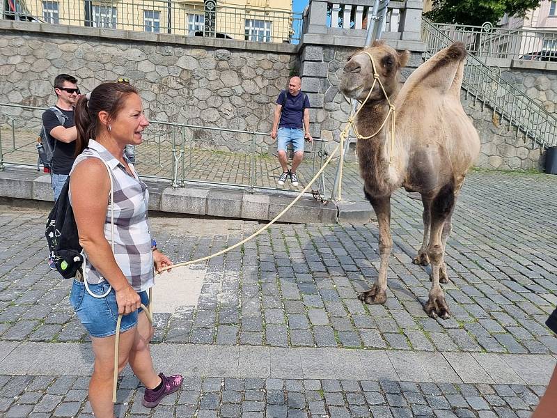 Velbloudi z farmy Záhostice u Chýnova jsou zvyklí na práci s lidmi. Vítají skupiny i individuální návštěvníky. Letos se narodila tři velblouďata a dvě hříbata.