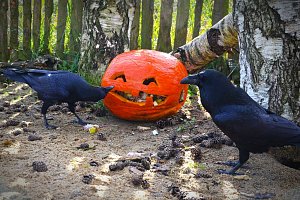 Zvířata v táborské zoo si užila strašidelný halloween.