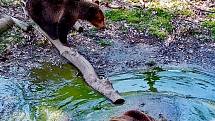 Do táborské zoo vyrazila s dcerou Kiki Kristýna Svobodová.