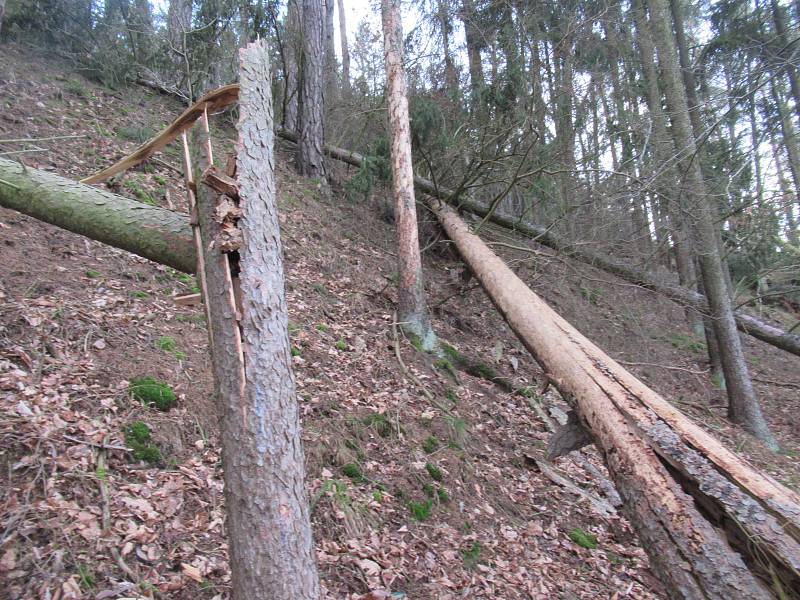 Na Táborsku orkán s něžným jménem Sabine pročesal lesy. Jejich správci nedoporučují v horizontu jednoho měsíce návštěvu porostu. Hrozí nebezpečí úrazu v důsledku pádu narušených stromů.