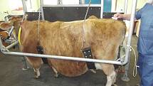 Táborská zoologická zahrada zachránila život dvanáctileté krávě Báře, která onemocněla rakovinou.
