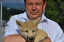 Ředitel Zoo Tábor Evžen Korec držel mládě vyhubením ohroženého vlka arktického.