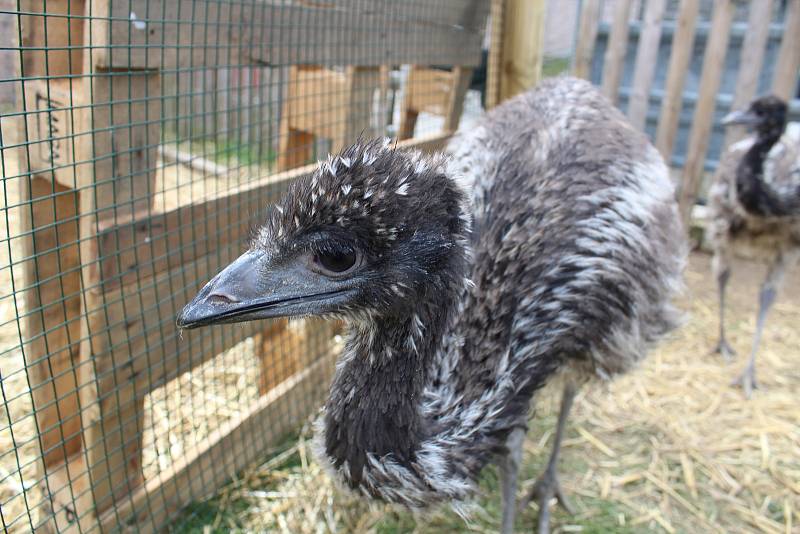 Zoo na jihu Čech otevřou brány návštěvníkům, připravuje se i táborská zoologická zahrada.