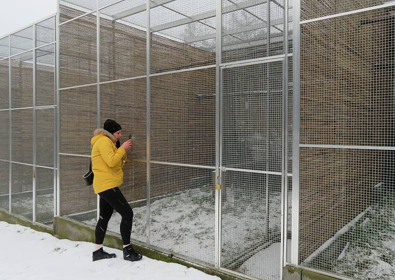 V táborské zoologické zahradě to žije i v zimním období. Návštěvníci sem mohou dorazit o víkendem a svátcích do konce března od 9 do 16 hodin. Otevřeno bude i o pololetních a jarních prázdninách.