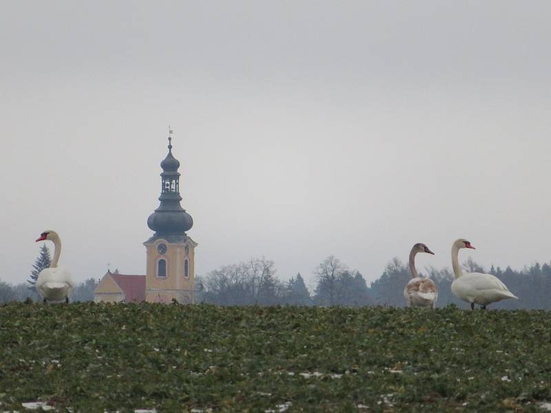 Labutě velké na poli u Nové Vsi a na rybníce v Turovci na Táborsku.