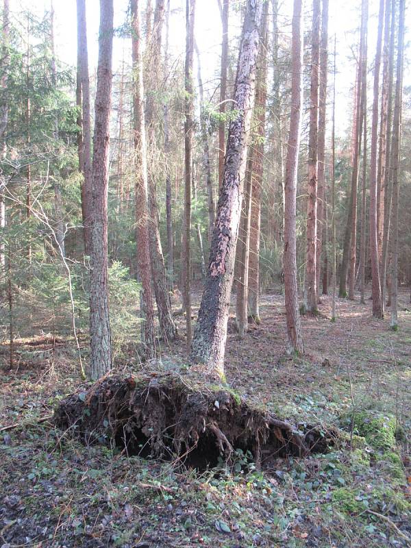 Od pondělního večera přibyly další škody i na Táborsku, v Plané nad Lužnicí orkán strhl fasádu bývalé herny, kolem řeky Lužnice směrem na Roudnou i v lese mezi Kvasejovicemi a Krotějovem jsou polámané a vyvrácené stromy.