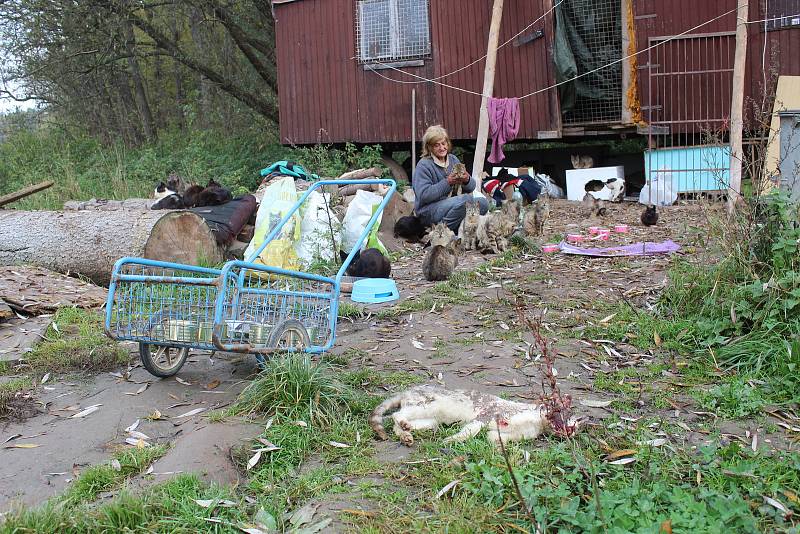 Jana Kaprálová bydlí na kraji Chýnova v rozpadlé maringotce s desítkami koček. Mají propadnout státu.